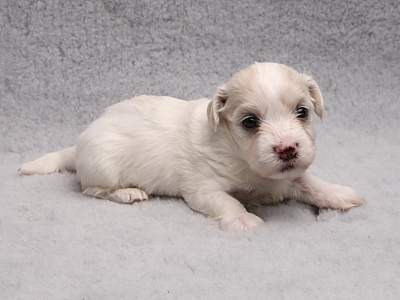 Bichon Havanais hvalpe fra Kennel Miki Nanoq